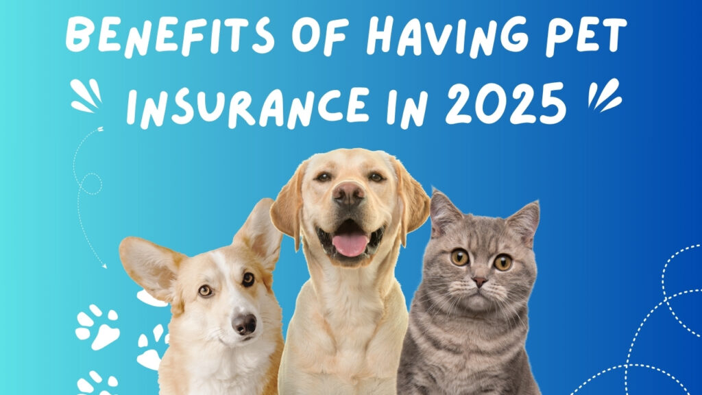Benefits of Having Pet Insurance